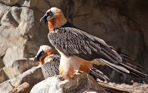 Alpenzoo Innsbruck